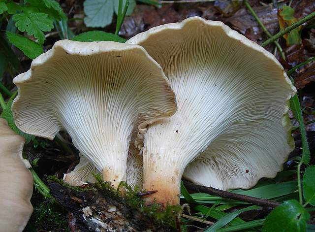 Funghi trasformisti , necrofili e sterili